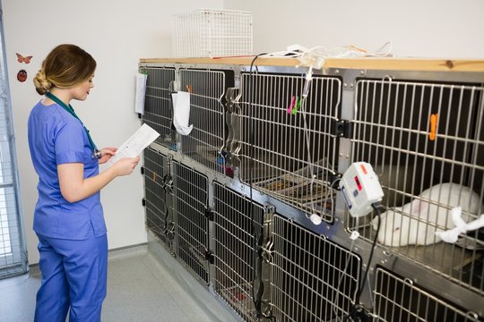 Vet monitoring sick rabbit in cage