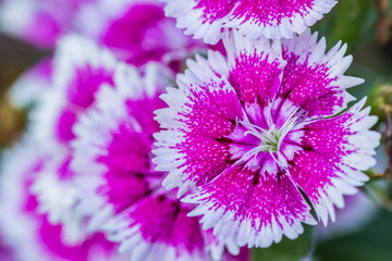 Obraz premium Dianthus Chinensis Flowers
