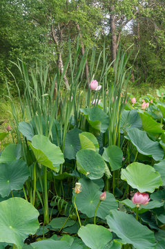 Lake of lotuses. Close-up