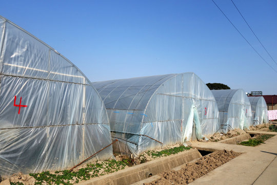 Large greenhouse for plants in the autumn