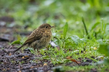 Fototapeta premium Juvenile European robin (Erithacus rubecula)