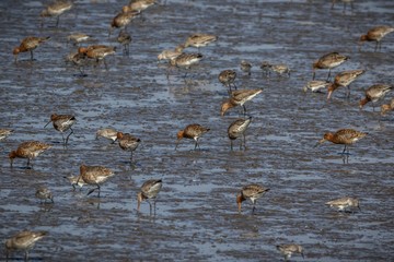Black-tailed godwits (Limosa limosa) feeding on mudflats