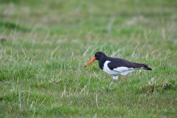 Eurasian oystercatcher (Haematopus ostralegus) in a field