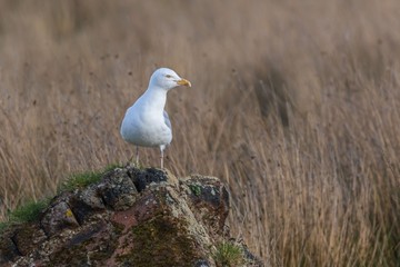 Herring Gull (Larus argentatus) on a rock
