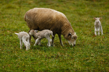 Fototapeta premium Mother sheep with newborn lambs on the farm