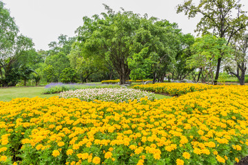 Obraz premium Park with trees and grass