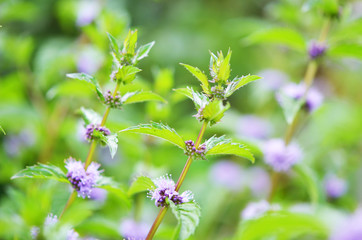 Fresh mint leaf with flowers. Herb leaves in Garden.