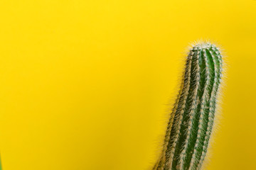 Cactus on a yellow background