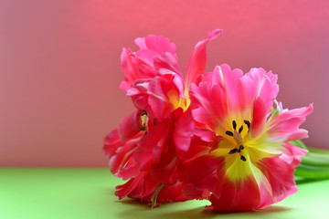 Pink tulips on a green and pink background