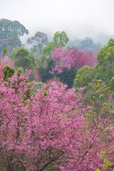 colorful of tropical forest tree with pink flower tree and green forest
