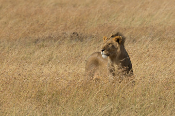Löwe (Panthera leo)