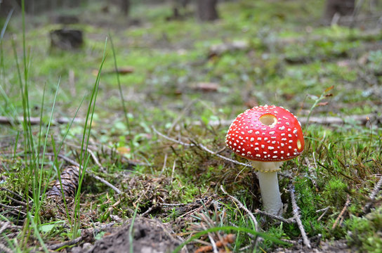 red mushroom in autumn in forest
Amanita muscaria
