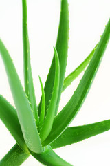 Aloe vera plant is moisturizer nature on white background.