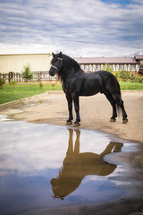 Black horse percheron outdoor on farm looking on himself  at the reflection in water in sunny day
