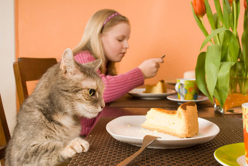 Katze blickt auf Kuchen am Kaffeetisch