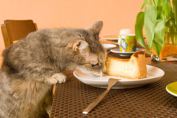 Katze frisst Kuchen vom Kaffeetisch