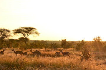 Naklejka premium Morning of Savanna