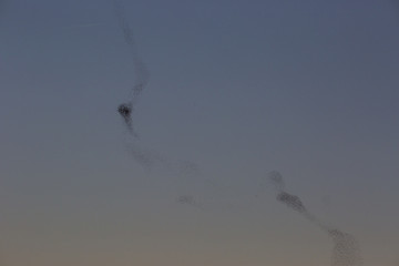 Starlings in Aiguamolls de l'Empordà Nature Park, Girona, Spain