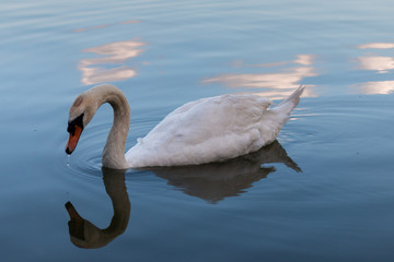 Fototapeta premium Swan in the Shade