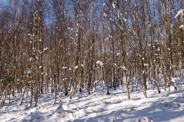 Forêt par temps de neige avec ciel bleu 