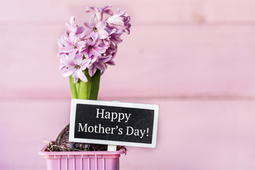 Happy Mother's Day Card with Pink Hyacinth Flower in Pot on Pink Background. Greeting Card Concept with Tag