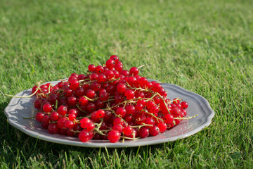 Red currant on plate. Outdoors. Garden.