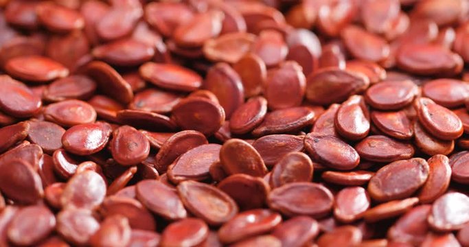 Red melon seed in rotation