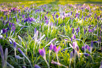 Blühende Krokusse im Sonnenbad