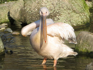 pélican de face