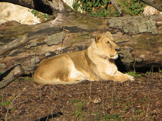 lionne au repos