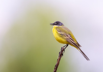 Yellow wagtail