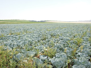 cabbage field