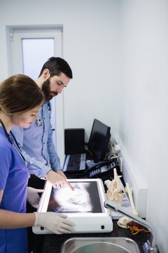 Vets examining x-ray of animal