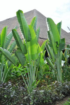Decorative banana "thickets"...