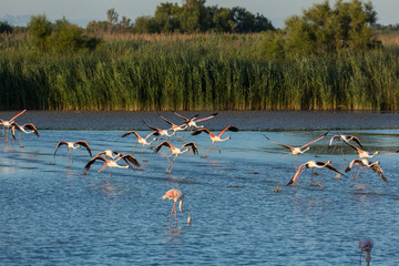 ENVOL DE FLAMANTS ROSES