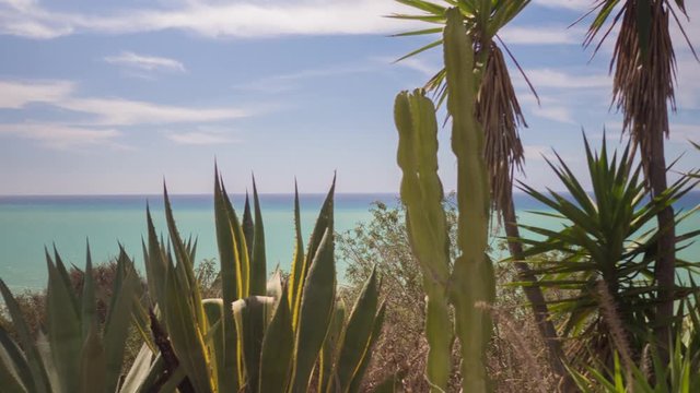 shot in sicily of cactus and wild shrubs with the mediterranean sea in the background