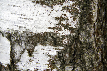 close-up of a birch trunk