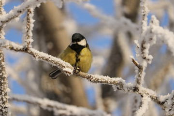 Titmouse sits on a tree branch in winter.