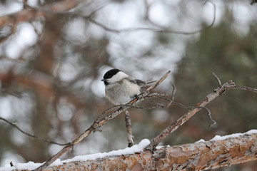 Titmouse sits on a tree branch in winter.