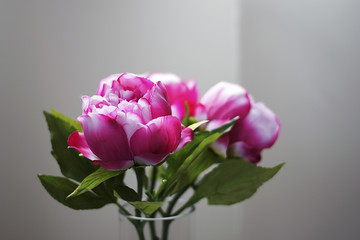 Obraz premium Beautiful Pink Flowers