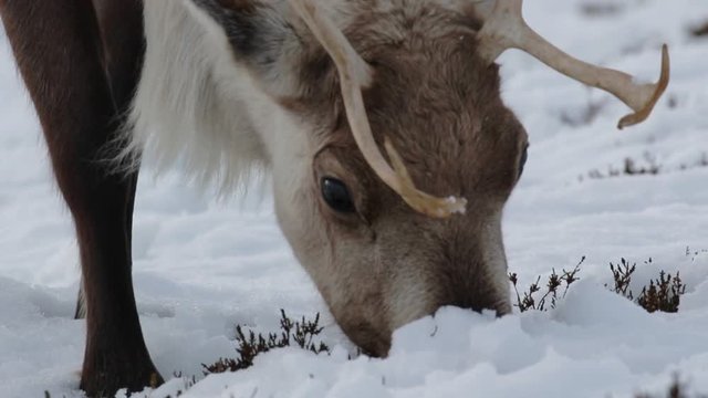 reindeer, Rangifer tarandus, grazing, foraging in the snow on a windy cold winters day on a hill in the cairngorms national park, scotland.