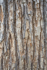 tree bark texture