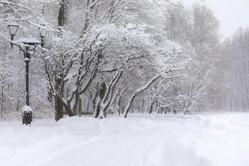 winter landscape old tree in a clearing in the Park