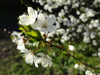 Kwiaty, kwitnące drzewa, wiosna © Dorota