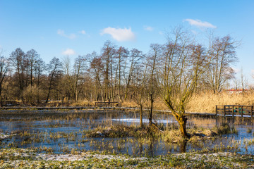 Swamps in park in Konstancin Jeziorna, Mazowieckie, Poland