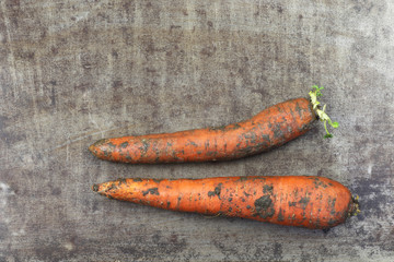 Two winter carrots on a grungy metal background