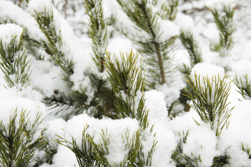 a branch of spruce in the snow