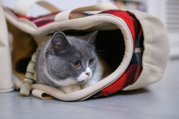 Naklejka premium grey cat hiding in a bag