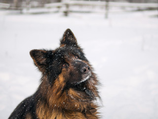 Shepherd dog closeup portrait of winter