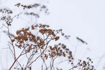 beautiful branches of the Bush in winter flowers grass background